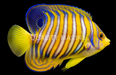 Regal Angelfish