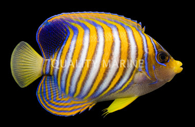 Regal Angelfish