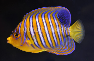 Orange Regal Angelfish 