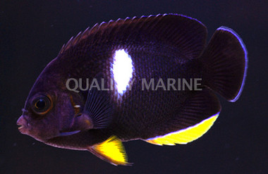 Keyhole Angelfish