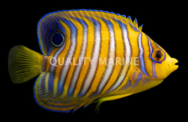 Regal Angelfish, Juvenile
