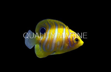 Regal Angelfish, Juvenile