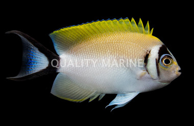 Masked Swallowtail Angelfish