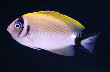 Masked Swallowtail Angelfish