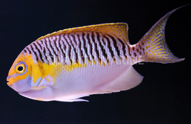 Masked Swallowtail Angelfish, Male