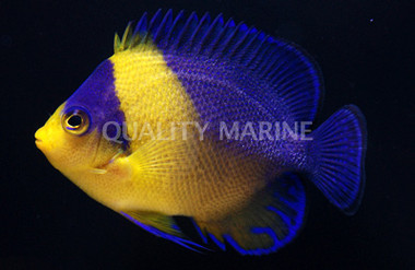 Purple Masked Angelfish