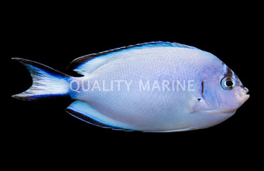 Watanabei Angelfish, Female