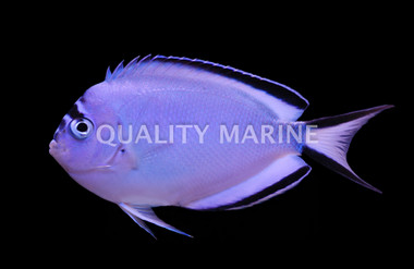 Watanabei Angelfish, Female