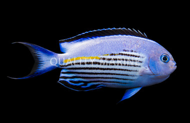 Watanabei Angelfish, Male