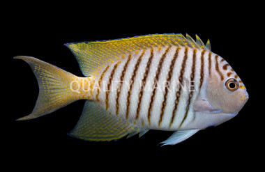 Spotbreast Angelfish, Male