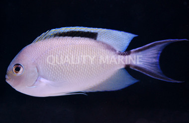 Zebra Lyretail Angelfish, Female