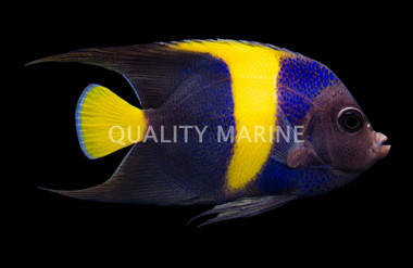 Asfur Angelfish