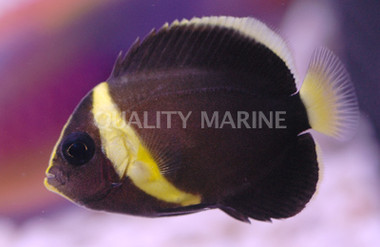 Bluestriped Angelfish, Juvenile