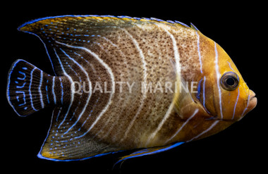 Koran Angelfish, Sub-Adult