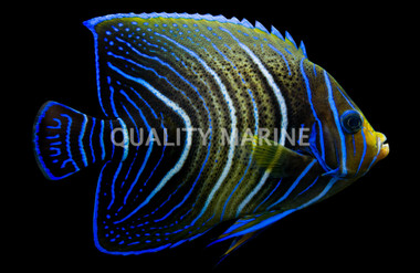 Koran Angelfish, Sub-Adult