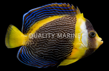 Scribbled Angelfish