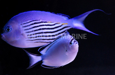 Watanabei Angelfish, Pair