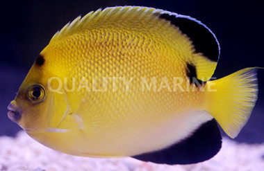 Armitage Angelfish :: 10127