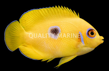 Lemonpeel Angelfish, Juvenile