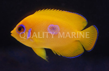 Lemonpeel Angelfish, Juvenile