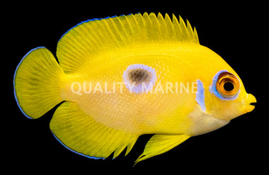Lemonpeel Angelfish, Juvenile