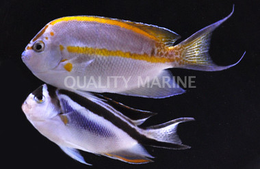 Bellus Angelfish, Pair