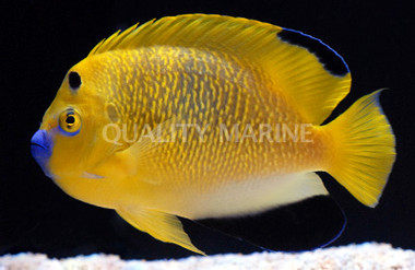 Goldflake x Flagfin, Angelfish Hybrid :: 10164