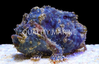 Anglerfish, Assorted :: 10503