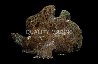 Anglerfish, Colored :: 10507