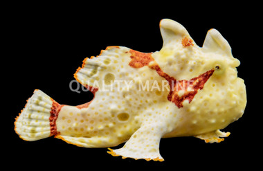 Wartskin Anglerfish