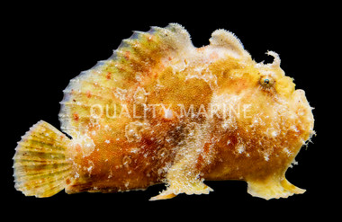 Tiger Striated Frogfish