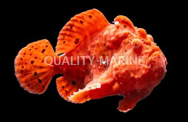 Red/Orange Wartskin Anglerfish