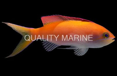 Dispar Anthias