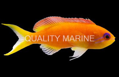 Lyretail Anthias, Female