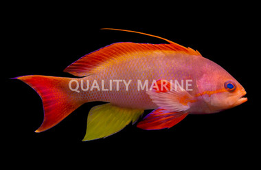 Lyretail Anthias, Male