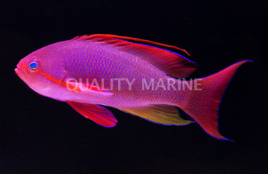 Lyretail Anthias, Male