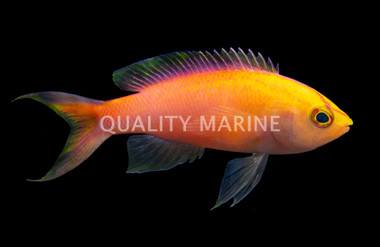 Sunset Anthias