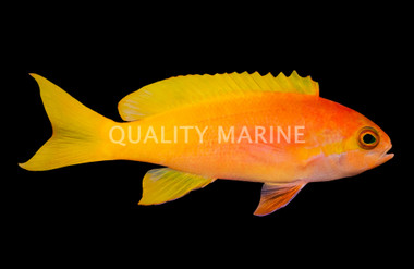 Pictilis Anthias, Female