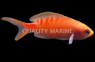 Lori's Anthias