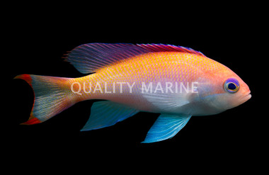 Stocky Anthias