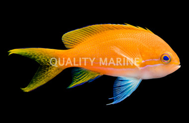 Squareback Anthias, Female