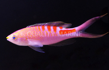 Lori's Anthias