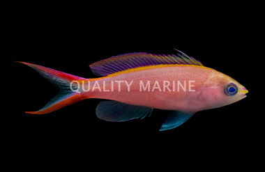 Princess Anthias
