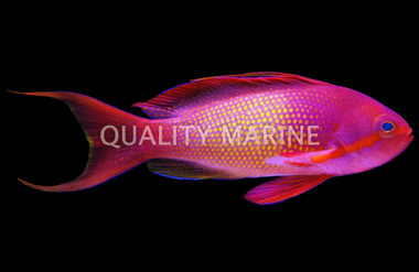 Lyretail Anthias, Male