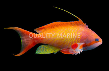 Lyretail Anthias, Male