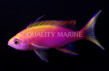 Yellowtail Anthias, Male