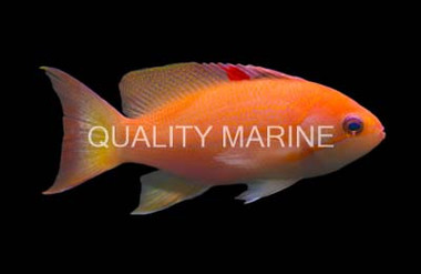 Orangebar Anthias :: 11055