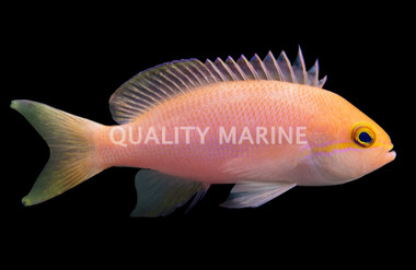 Orangebar Anthias :: 11055