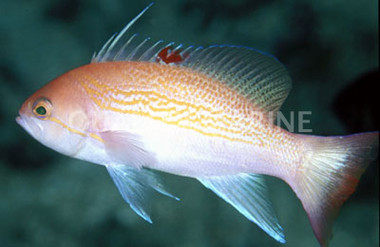 Luzon Anthias