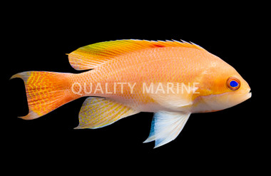 Stocky Anthias, Male